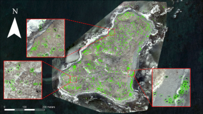 gray seals Hay Island